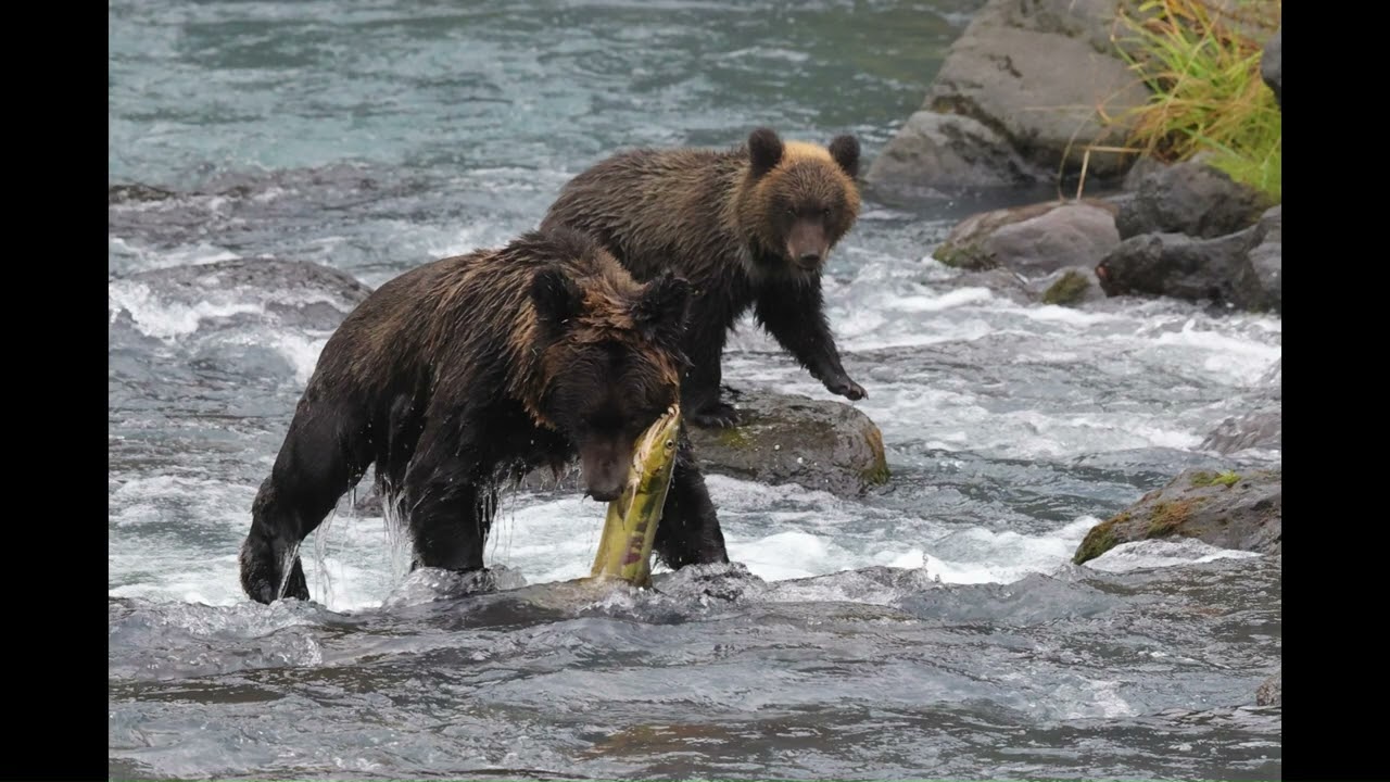 知床のこぐま ニコちゃん