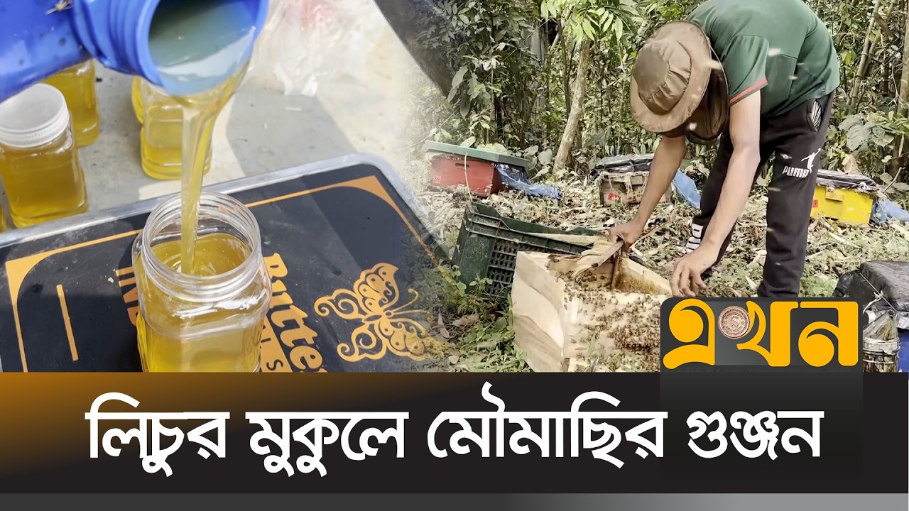 মঙ্গলবাড়িয়ায় মধুর বাম্পার উৎপাদনের স্বপ্ন কৃষকদের | Kishoreganj News | Honey Production | Ekhon TV