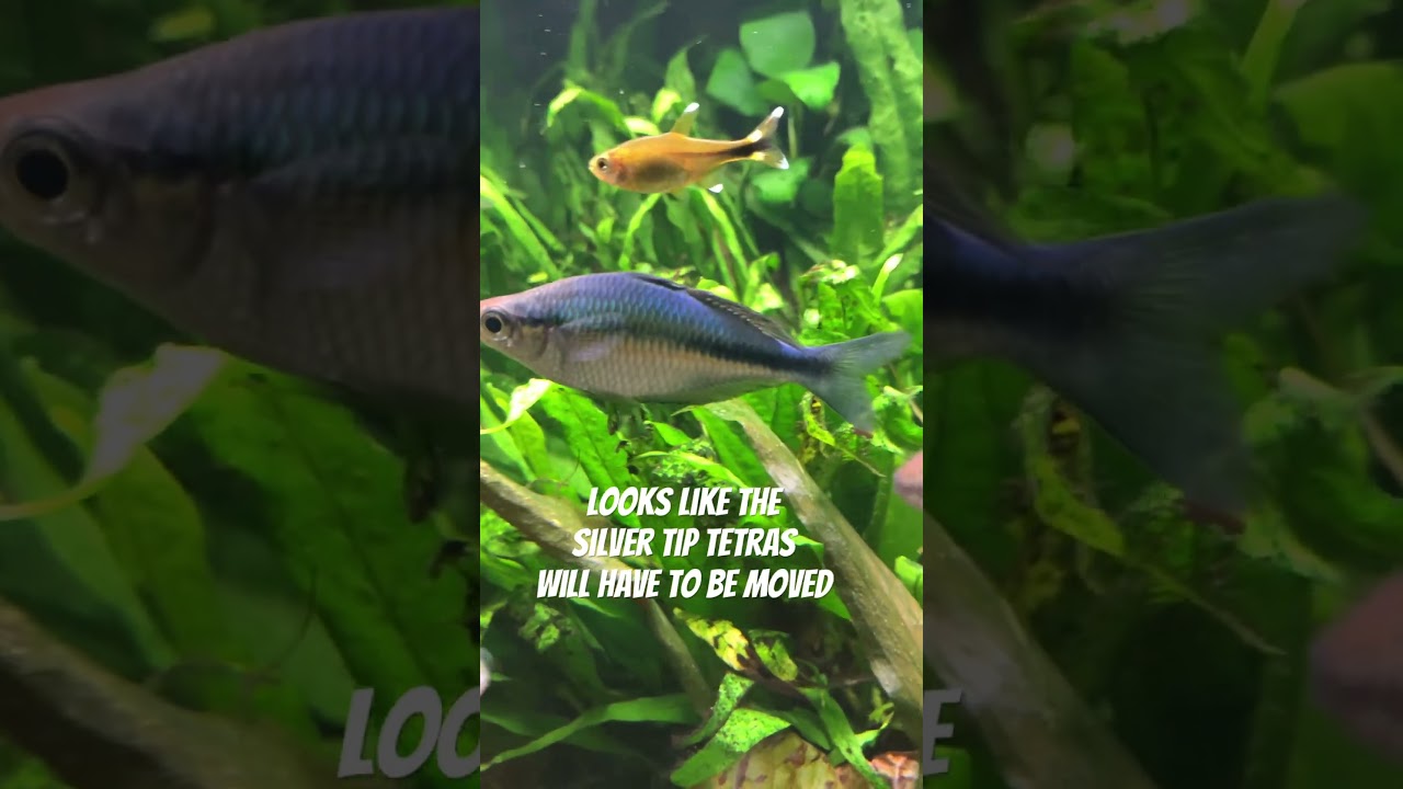 Parkinsons Rainbowfish Attacked By Silver Tipped Tetra #tropicalfish #aquarium #fishtank #planted