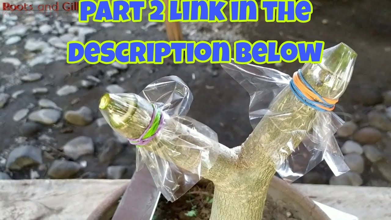 How to graft a big STEM of ADENIUM- With update link in the description.(EXPLAINED) Part 1