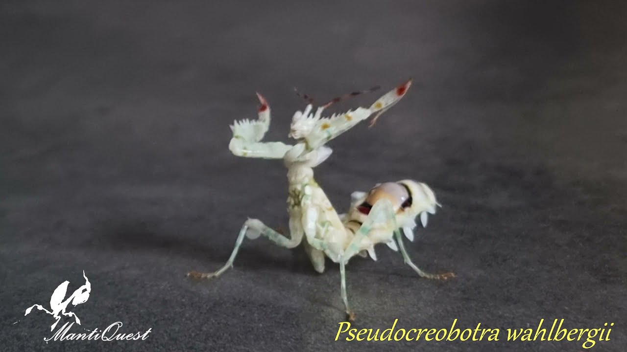 Pseudocreobotra wahlbergii...mała  złośnica...