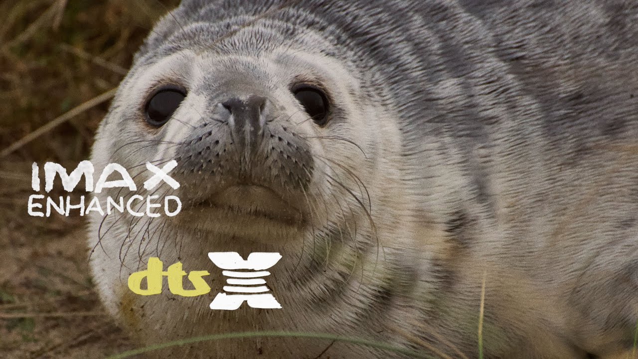 Photography of Seals at Horsey Gap | Norfolk | IMAX Enhanced | DTS:X