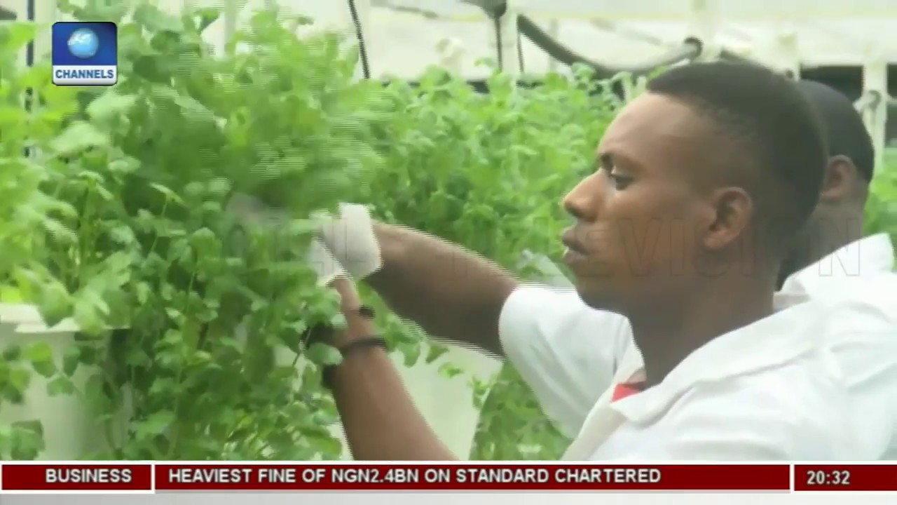Young Nigerian Adopts Hydroponics Farming Methods In Lekki Pt 1  Earthfile