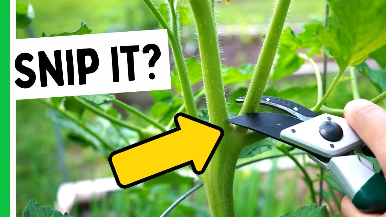 This Is Why Pruning Tomatoes Is So Important 🍅