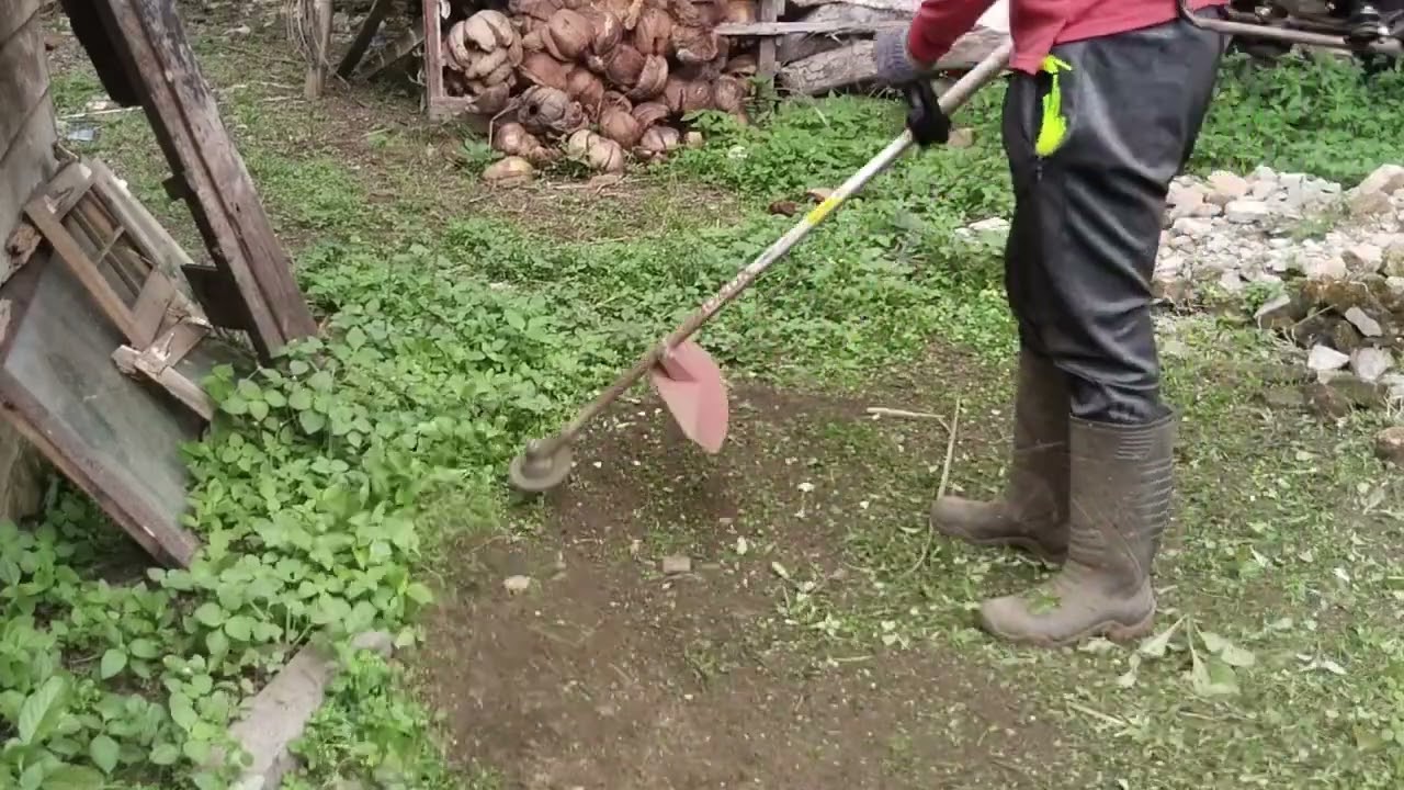 Kegiatan Hari Ini: Potong Rumput Belakang Rumah Biar Rapi Lagi! 