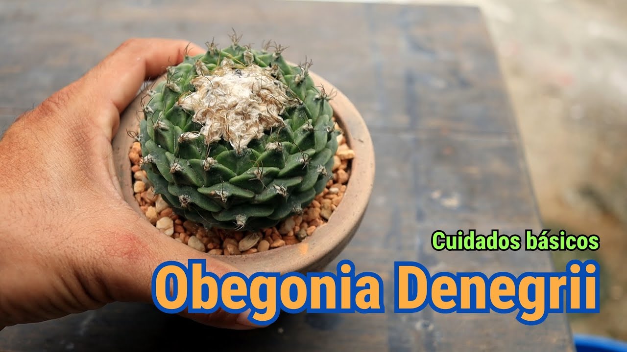 Obregonia Denegrii un cactus en Peligro