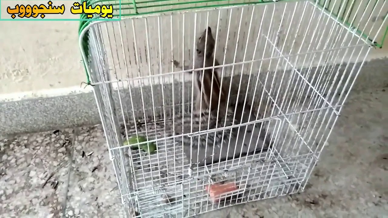ترويض- السنجاب الجديد* لا يزال خائف ولا يريد اخد الطعام من يدي*DAY1