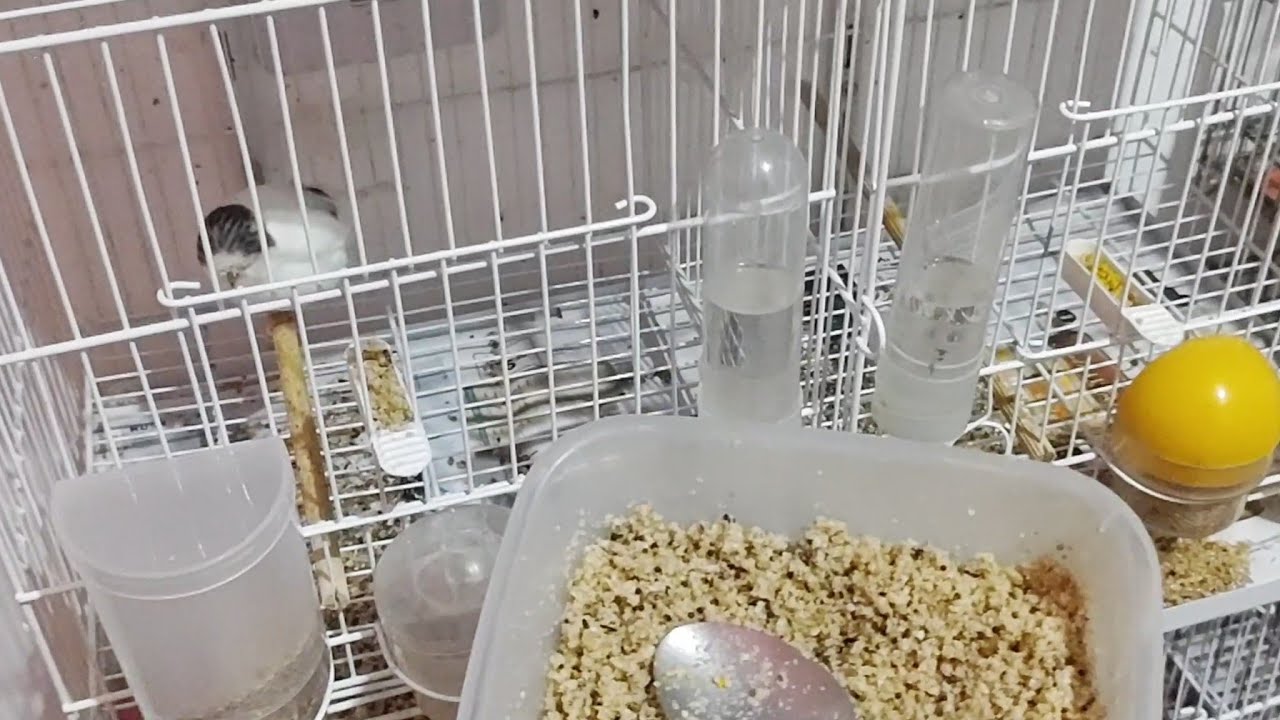 DUAS formas que eu uso para servir a NISTATINA para meus pássaros