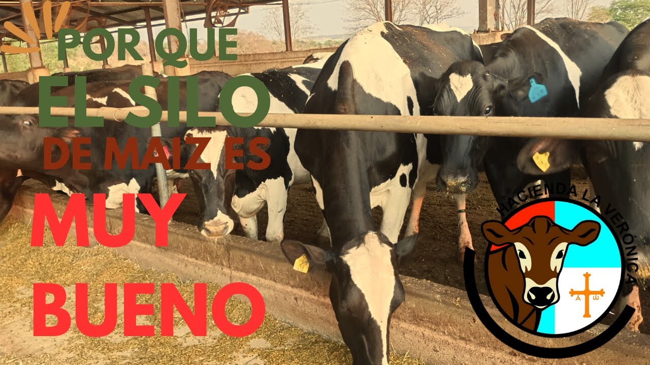 POR QUE EL SILO DE MAIZ ES UN SUPLEMENTO ALIMENTICIO COMPLETO PARA LAS VACAS?