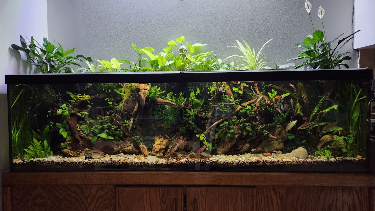 Group of 9 Clown Loaches | 125g planted tank