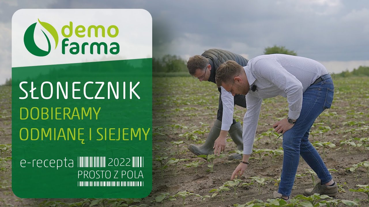 Słonecznik - dobieramy odmianę i siejemy