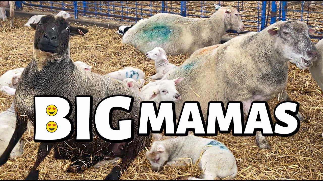 When EWE'RE this big...they call EWE Mama. 😉| Summer Lambing 2021 | Vlog 467