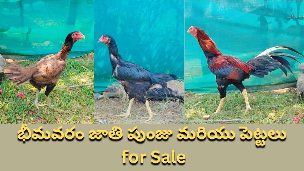 భీమవరం జాతి పుంజు మరియు పెట్టలు for Sale / Narasimha Babu / 8008998909