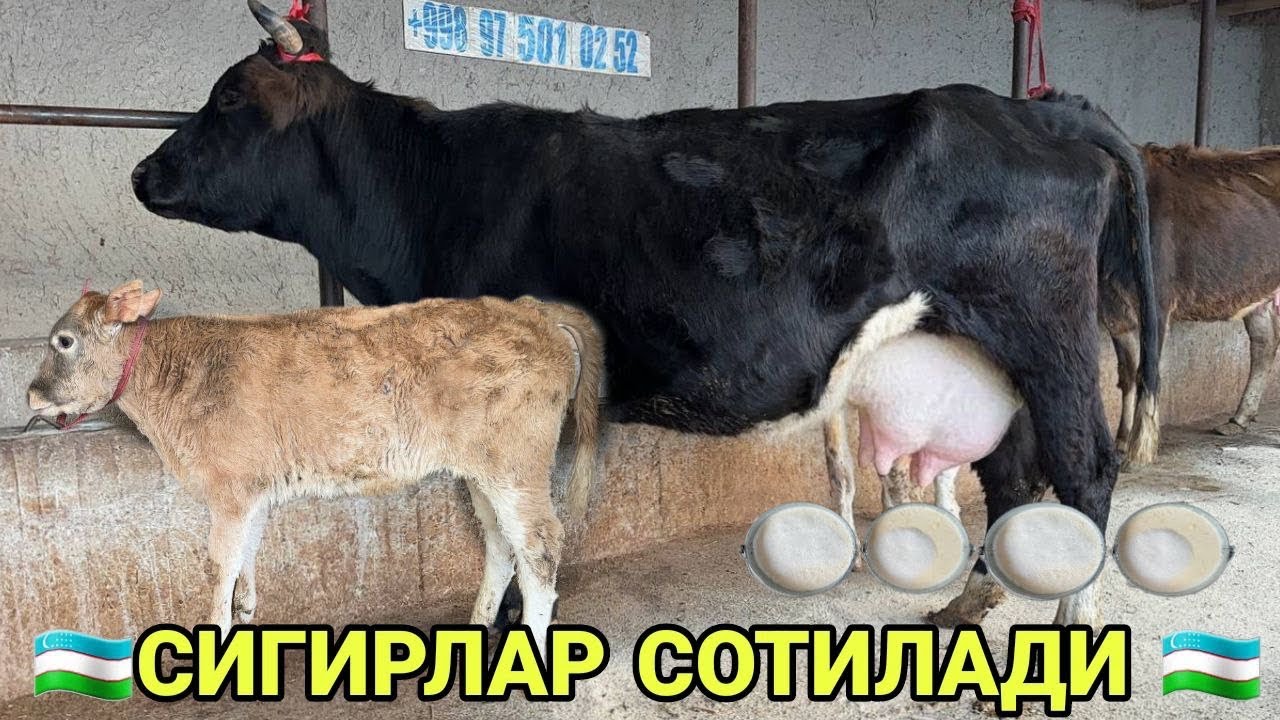 АКМАЛ АКАДАН СИФАТЛИ ХАММА БОБ СИГИРЛАР БУГОЗЛАР СОТИЛАДИ SIGIRLAR BÒĞOZLAR SOTILADI 20 февраля 2026