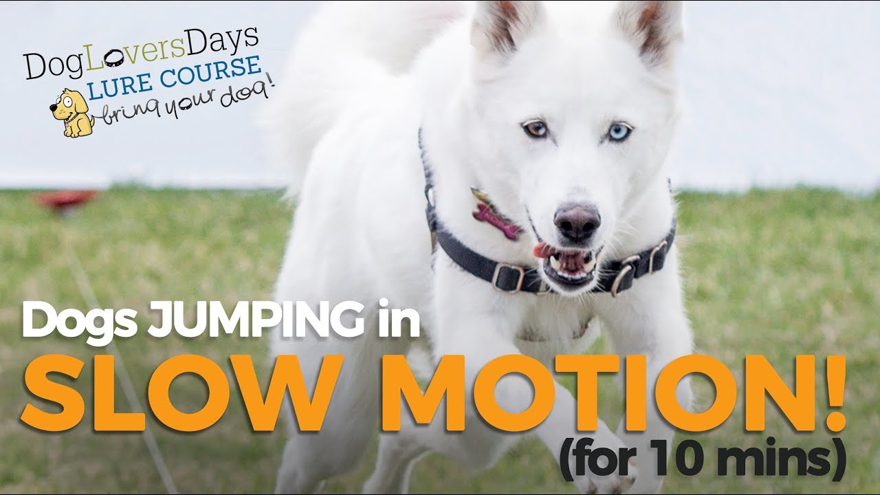 WOW - amazing dogs jumping and running in Slow Motion