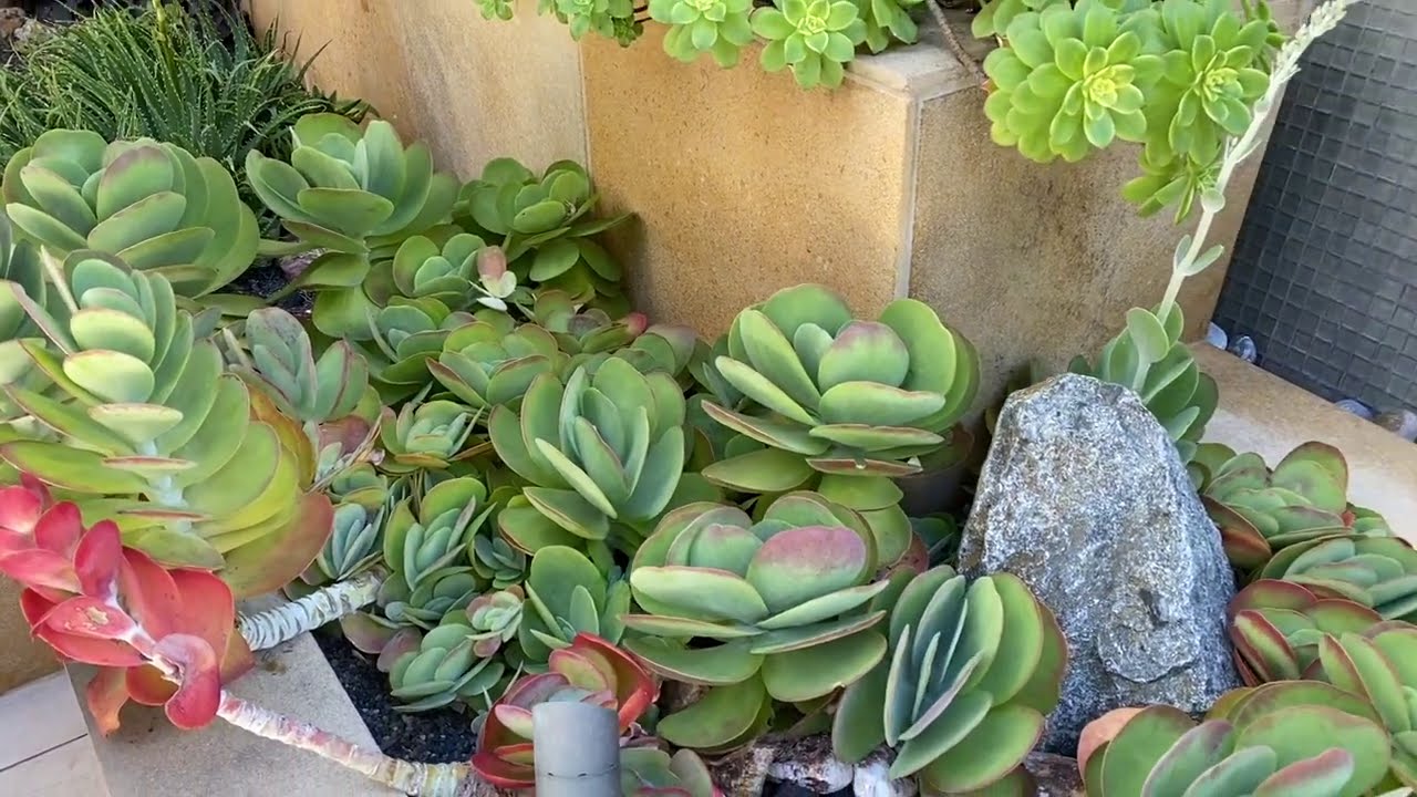 Beautiful Condominium Succulent Entry Planters Rehab in Coronado, California
