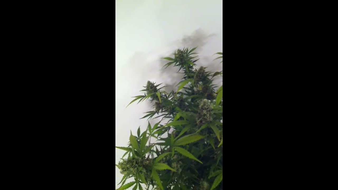 GreenJewels Jack Herrer autoflower