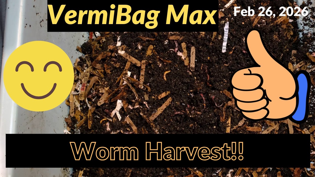 Epic Worm Castings: Harvesting Red Wigglers for a New System | Feb 26, 2026