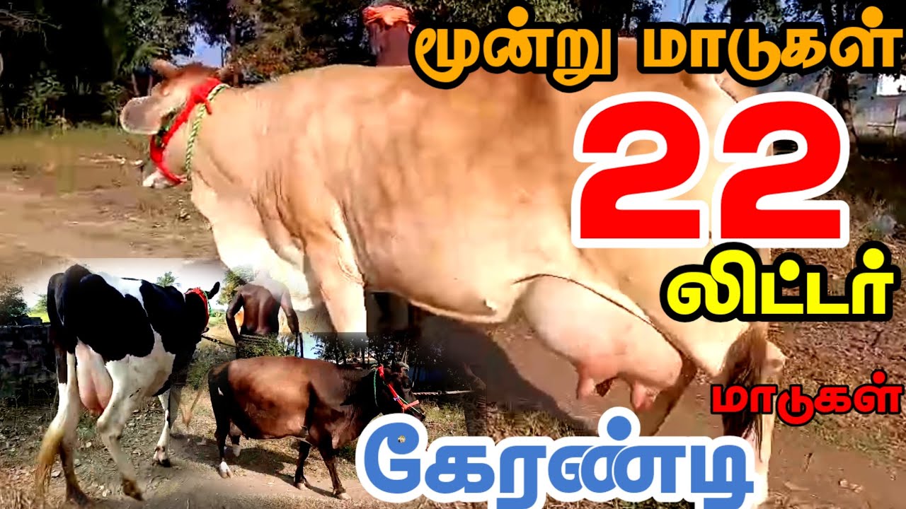 22லிட்டர் கறவை திறன் கொண்ட hf மற்றும் ஜெர்சி சினை மாடுகள் விற்பனைக்கு வந்துள்ளது மூன்று ஜோடி மாடுகள்