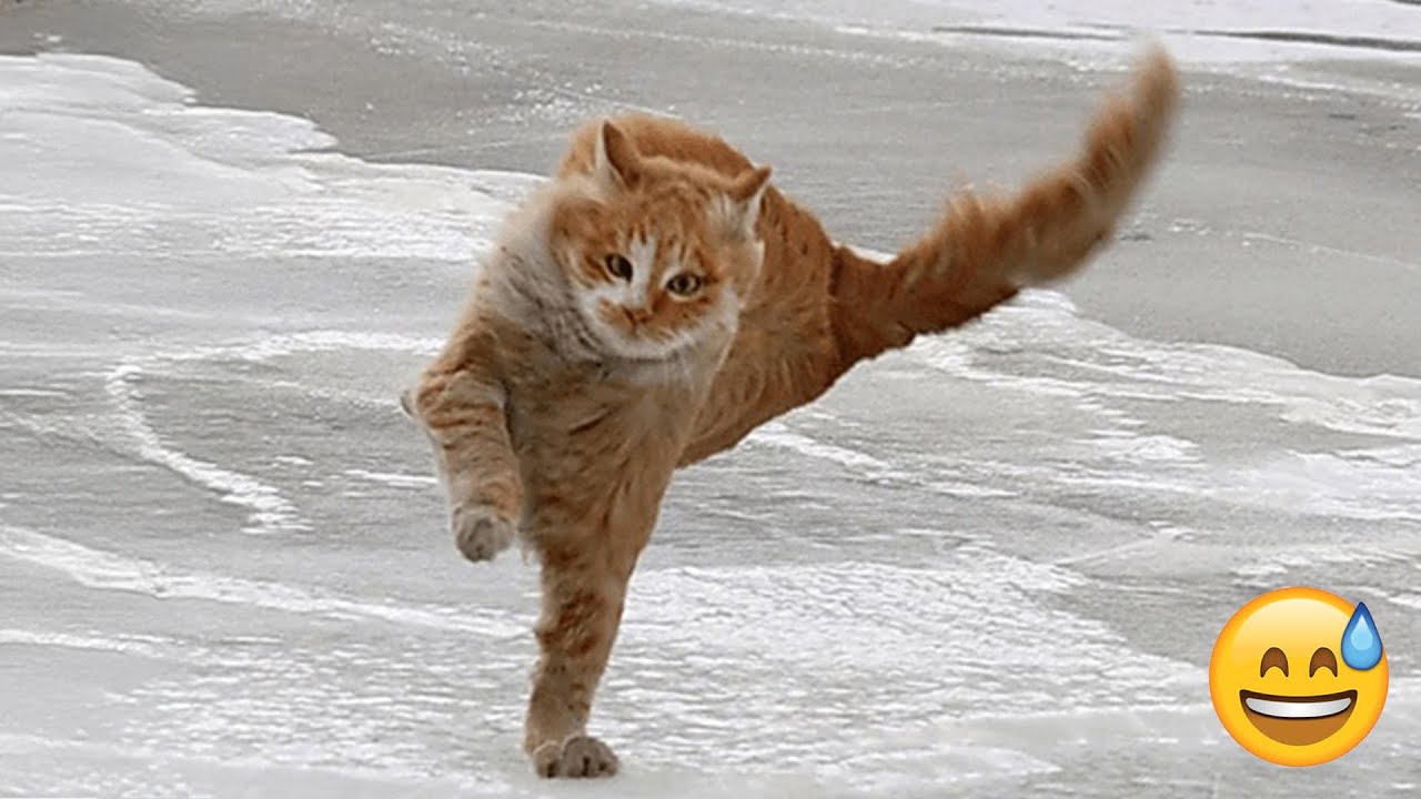 You Laugh You Lose 😄 The funniest cat and dog video you'll see today 🐱 Part 5