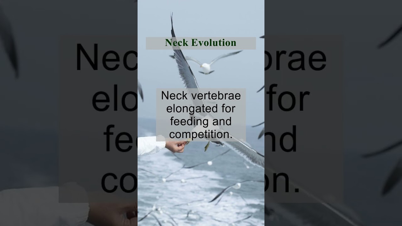Giraffe Evolution and Adaptations in 50 seconds #giraffe #woodlands #savana #life #wildlife #animals