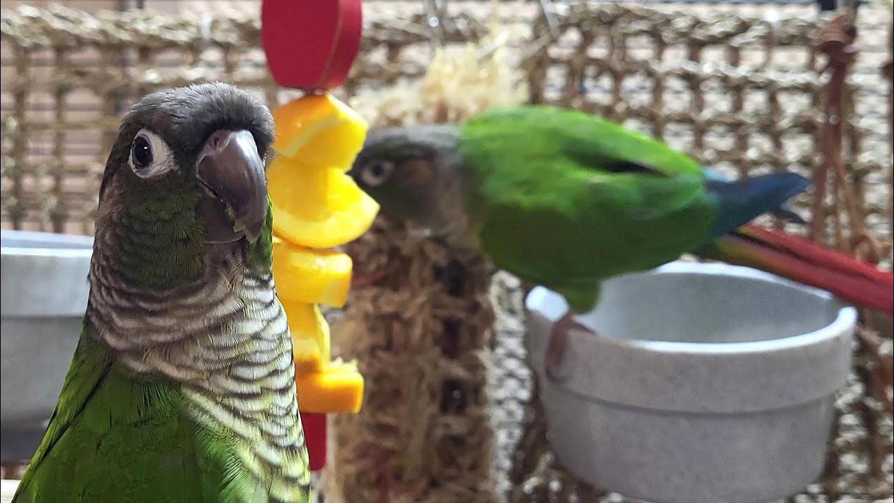 7 hours of relaxing conure parakeet sounds