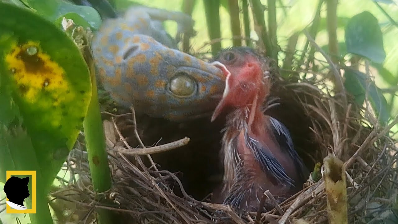 THE MOMENT A BABY BIRD TRYING TO SWALLOW A LARGE ANIMAL