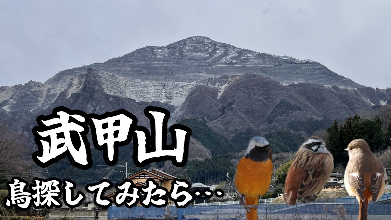 【トレラン】武甲山鳥探してみたら…