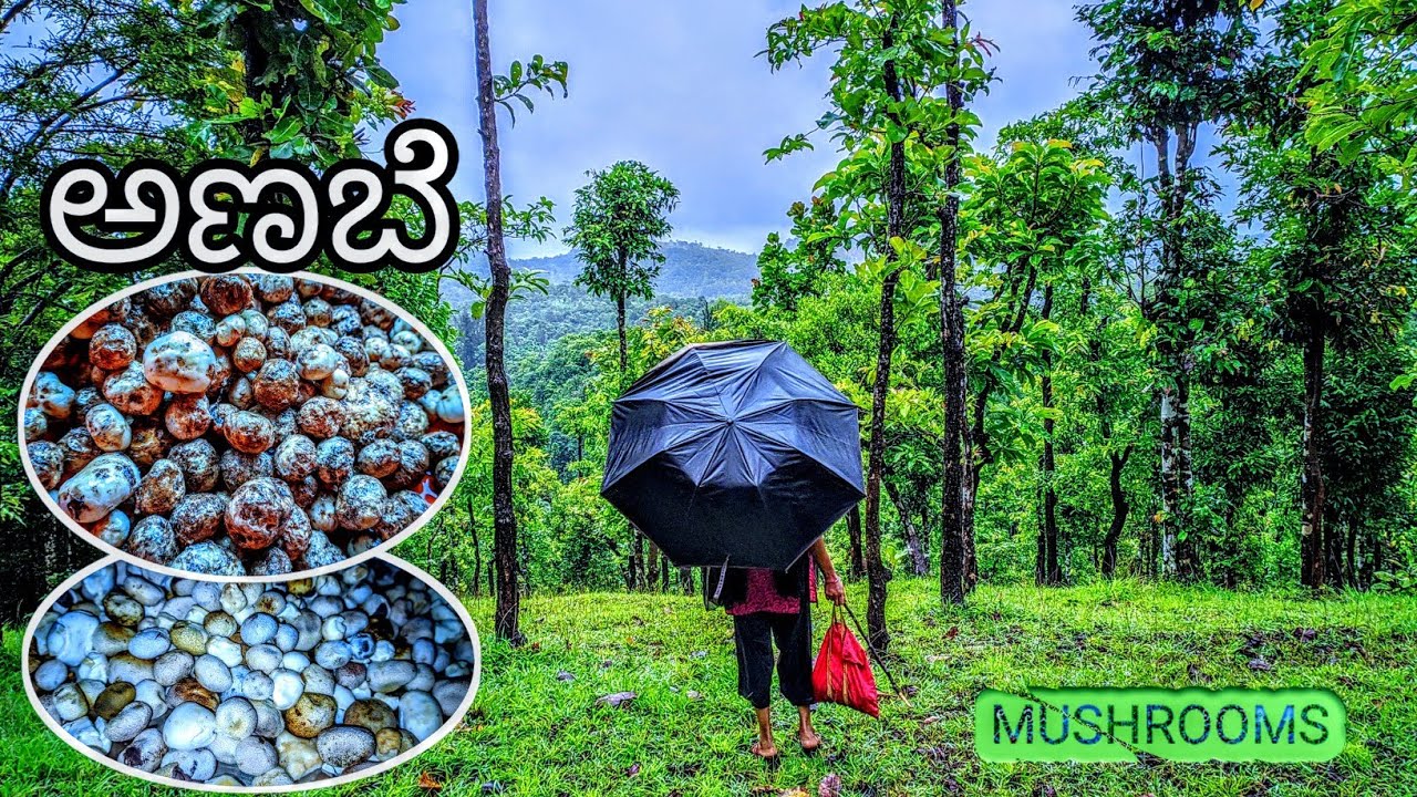 ಅಣಬೆ | ಕಲ್ಲಣಬೆ | ಹೊಂಗೇಕಲ್ಲ ಅಣಬೆ | ಮಲೆನಾಡಿನ ವಿಶೇಷ ಅಣಬೆ || Mushrooms  | Malenadu | Kannada Vlogs