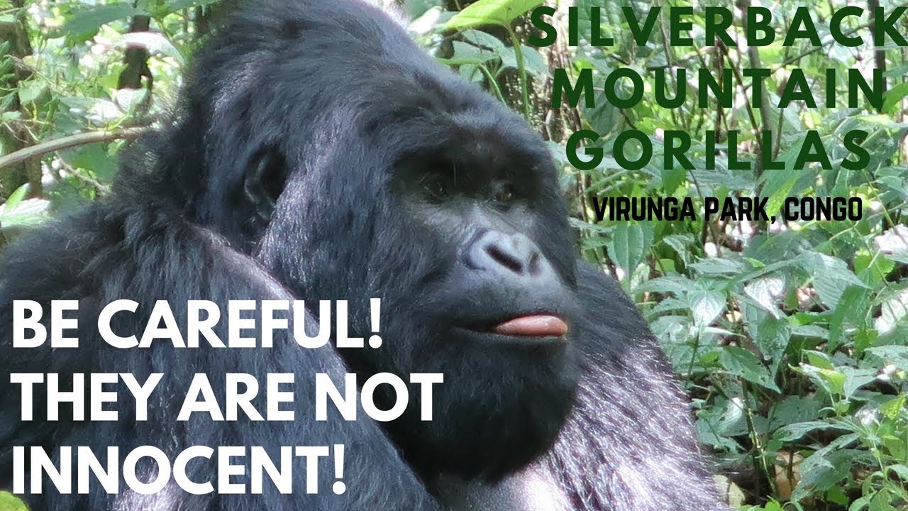 Silverback Gorillas, Virunga Park, DRC