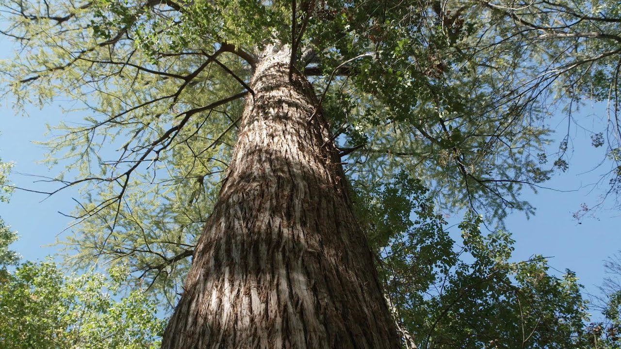PBS Show - Famous Park Trees, Caddo Lake & Collegiate Camper