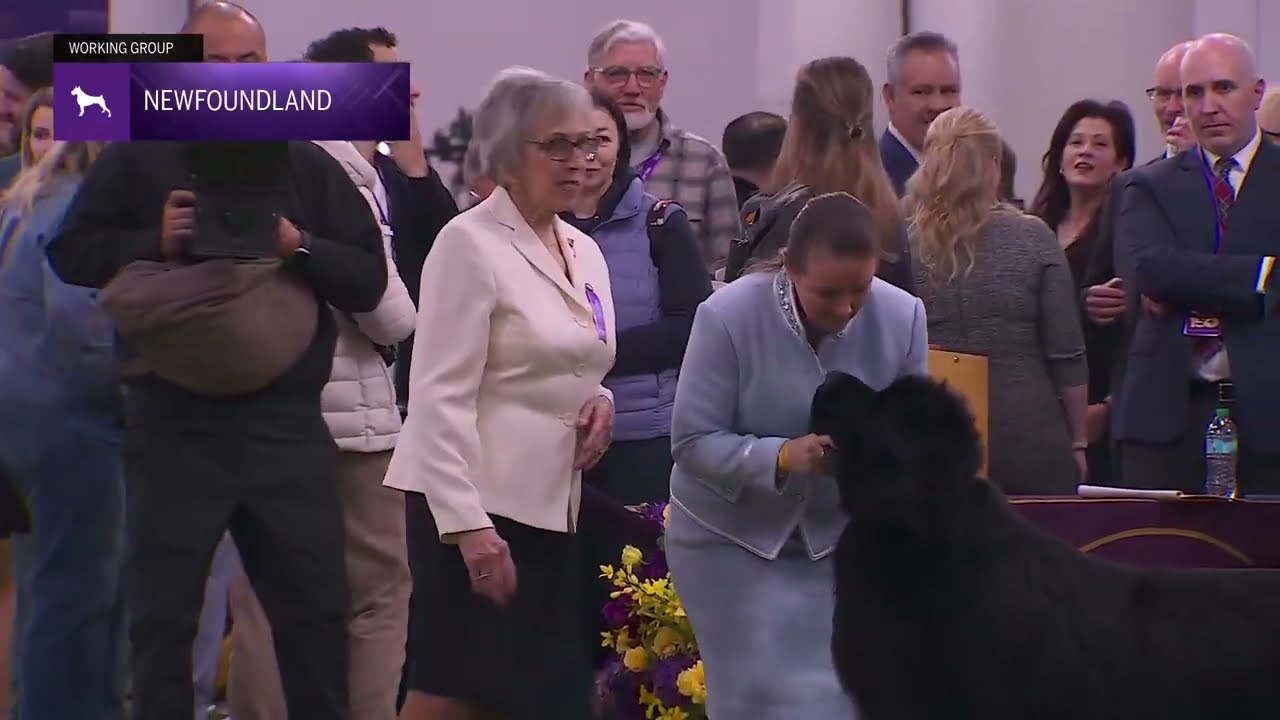 Newfoundlands | Breed Judging 2026
