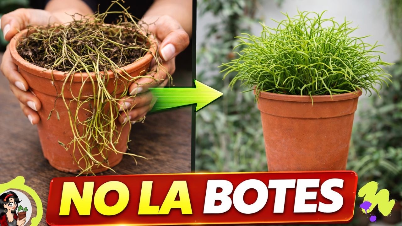Así evitamos mandar Rhipsalis a la basura