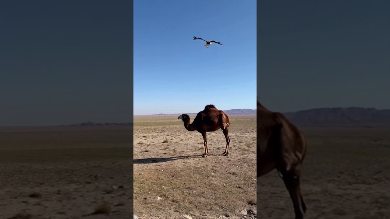 eagle and camel unbelievable struggles to get rid of the oasis and the ground is a bit of a bit