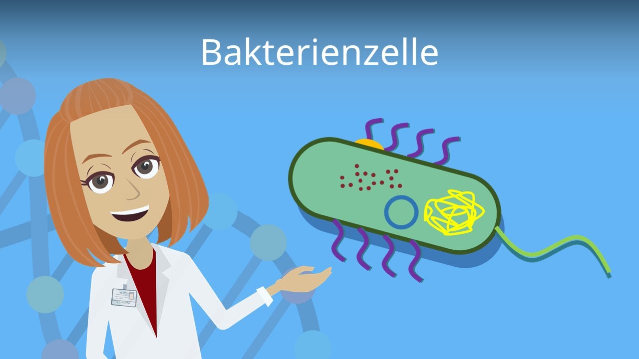 Bakterienzelle -  Aufbau & Funktion einfach erkl&auml;rt | Studyflix