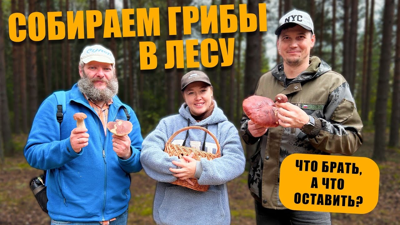 Собираем грибы в лесу: что брать, а что лучше оставить