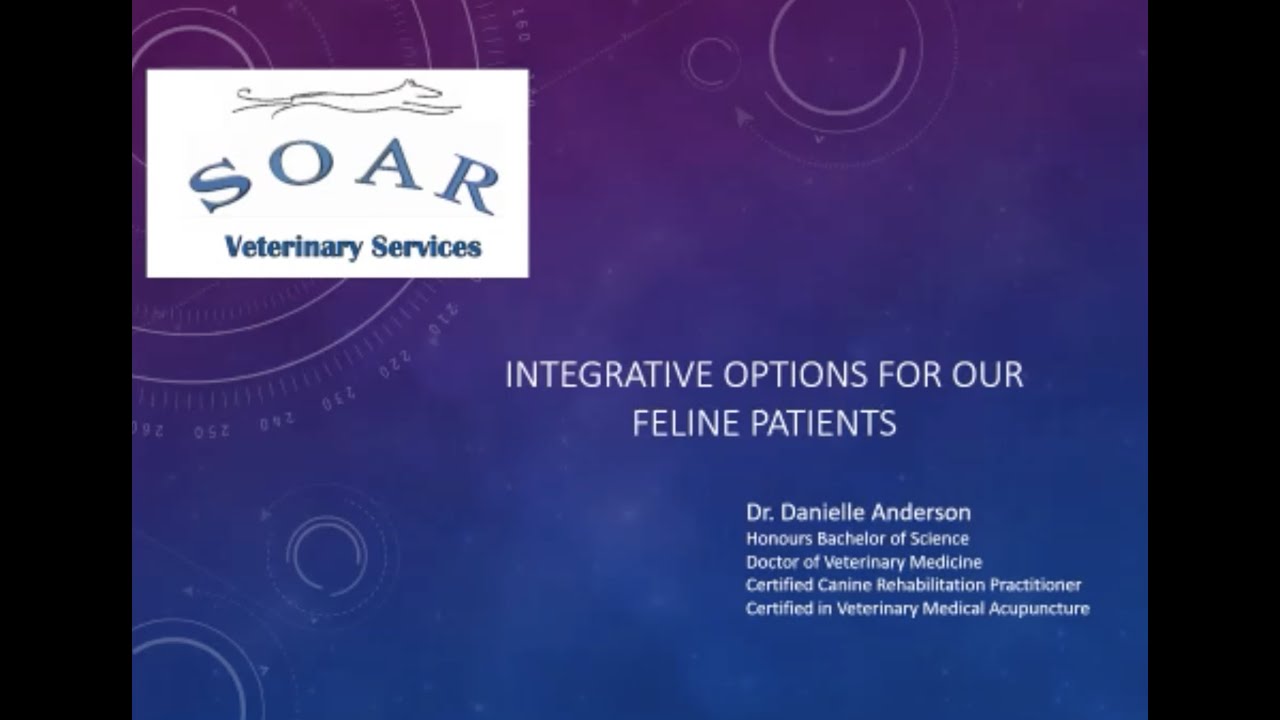 VET Integrative Medicine for Your Feline Patients (by Dr. Danielle Anderson, CuraCore VET faculty)