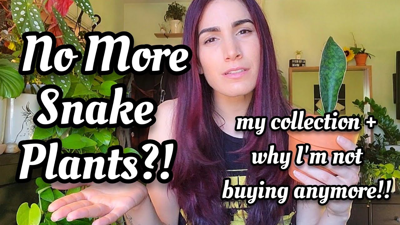 MY SNAKE PLANT COLLECTION + Why I'm Not Buying Them Anymore!! (Sansevieria/Dracaena) 🐍🌿