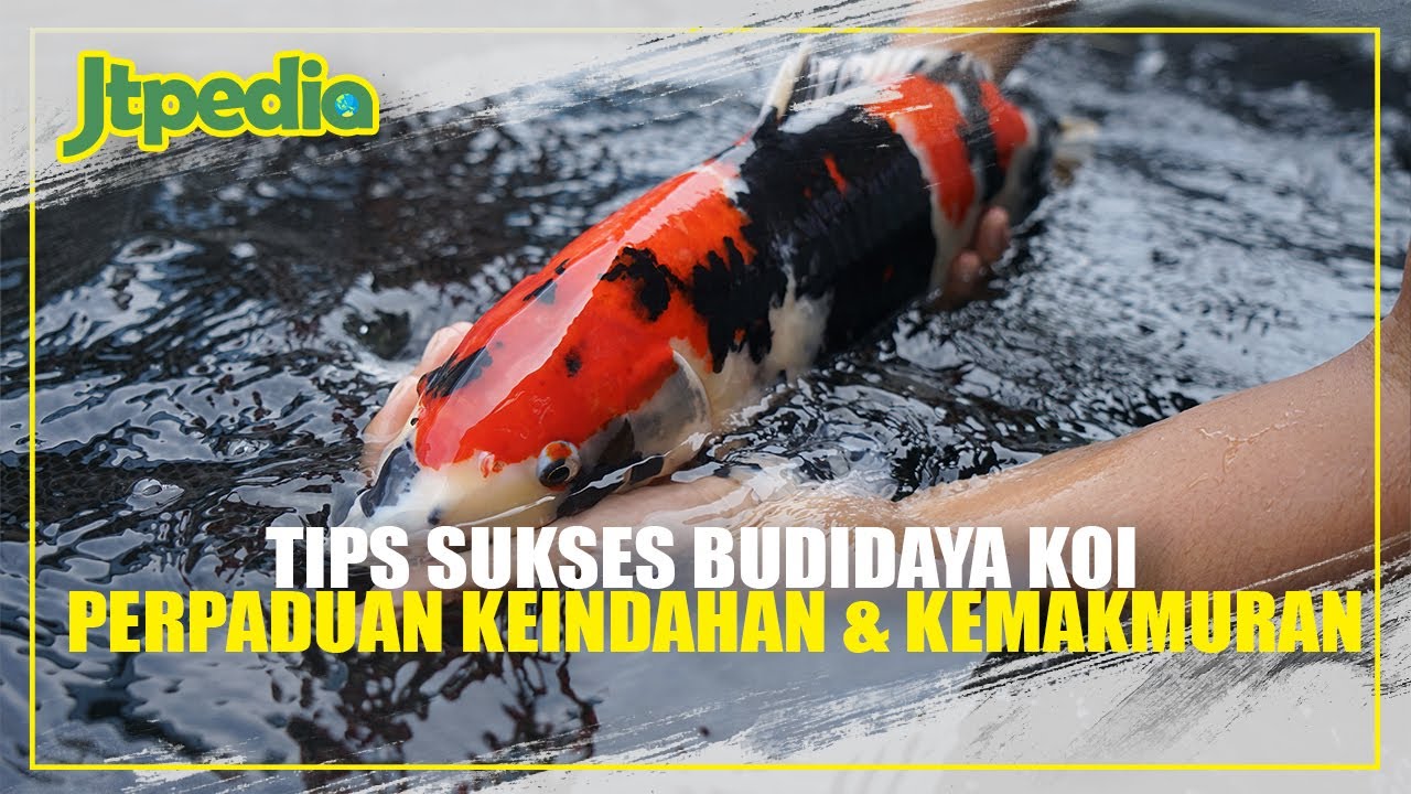 TIPS SUKSES BUDIDAYA KOI | PERPADUAN SEMPURNA ANTARA KEINDAHAN DAN KEMAKMURAN