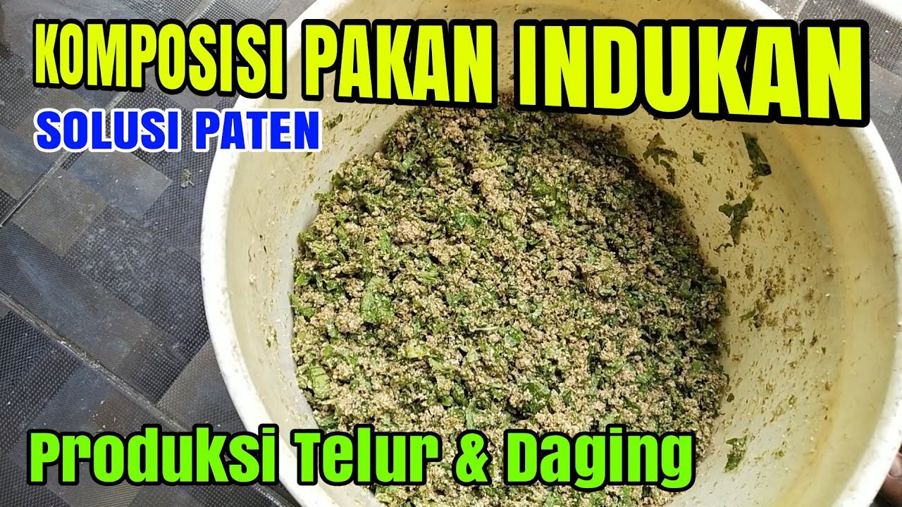 WAJIB TAU! Cara Bikin Pakan Adukan Untuk Indukan