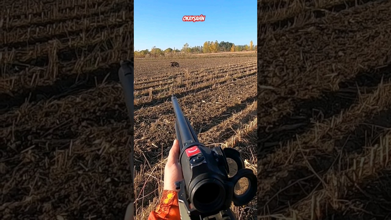 Wild boar hunting #okaysahin #wildboarhunt  #hugluveyron
