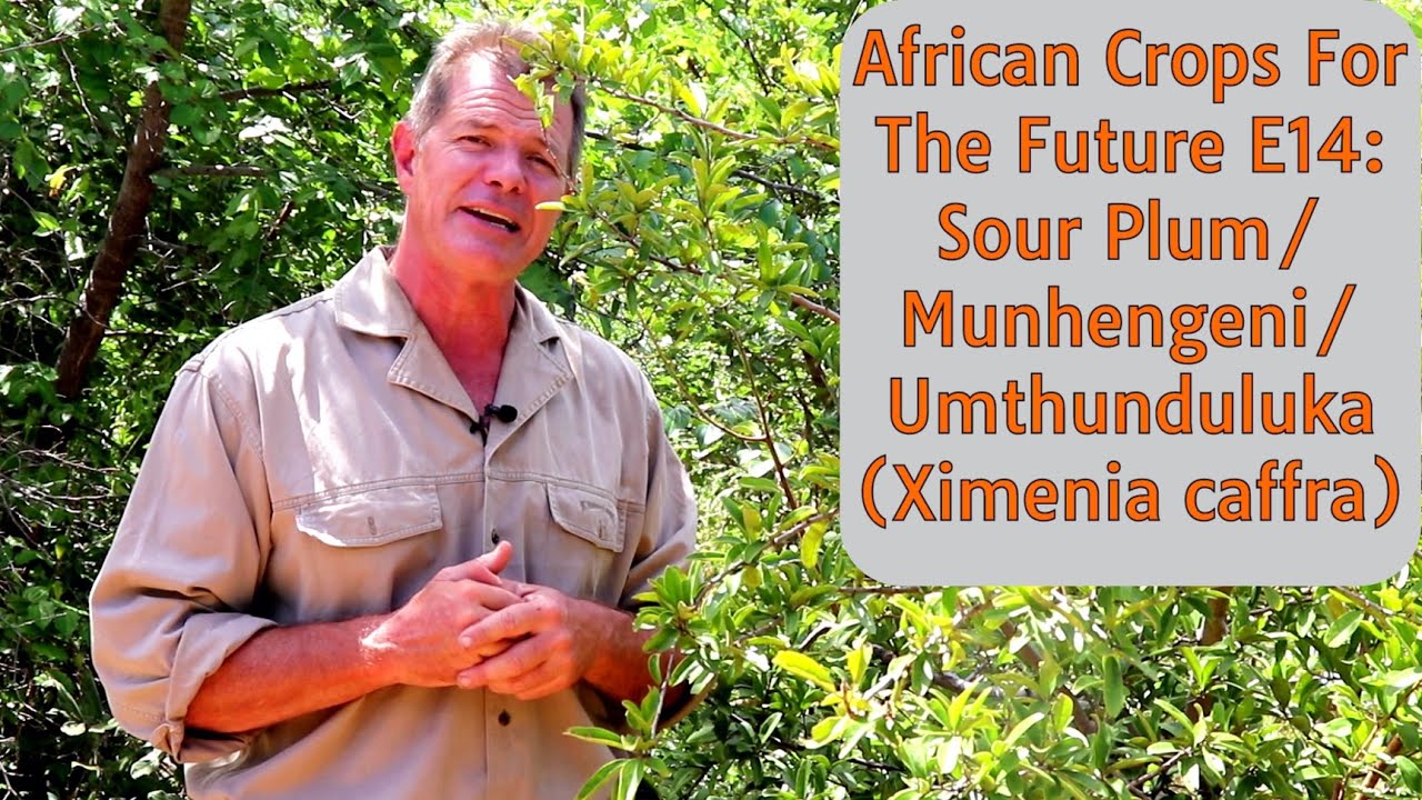 African Crops For The Future E14: Sour Plum/Munhengeni/Umthunduluka (Ximenia caffra)