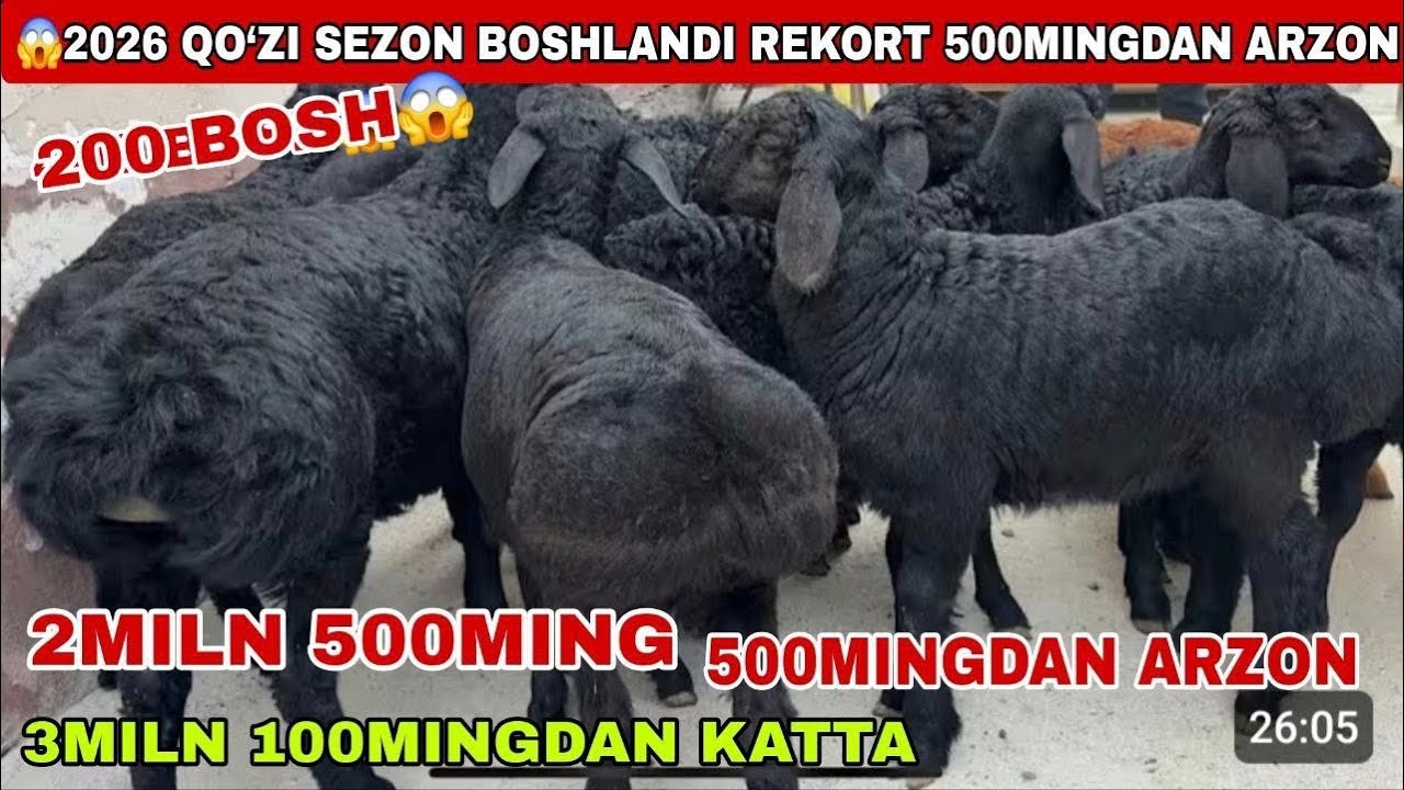 🔥150 bosh 2miln 700ming qo’zilar keldi 2026 sezon boshlandi bara qo’zilar narxi tushti 3miln 200min