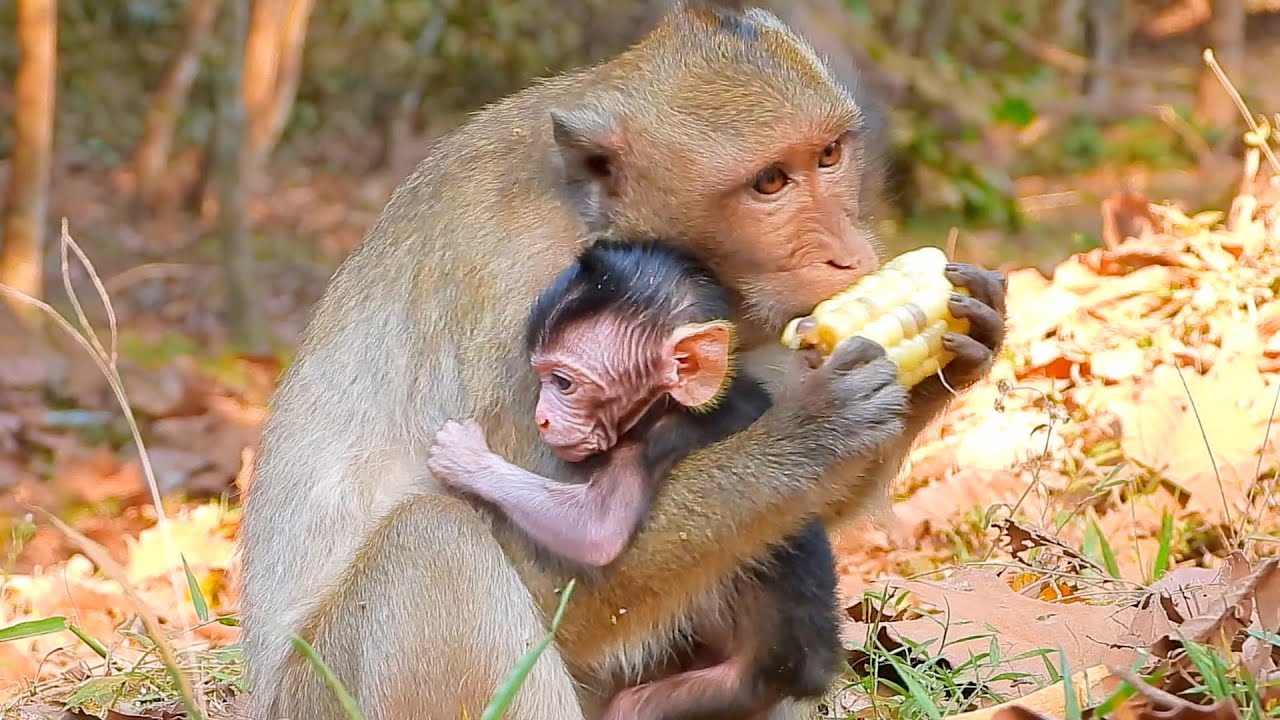 Mummy Karita Is Very Busy With Baby Ken, So She Is eating and care baby