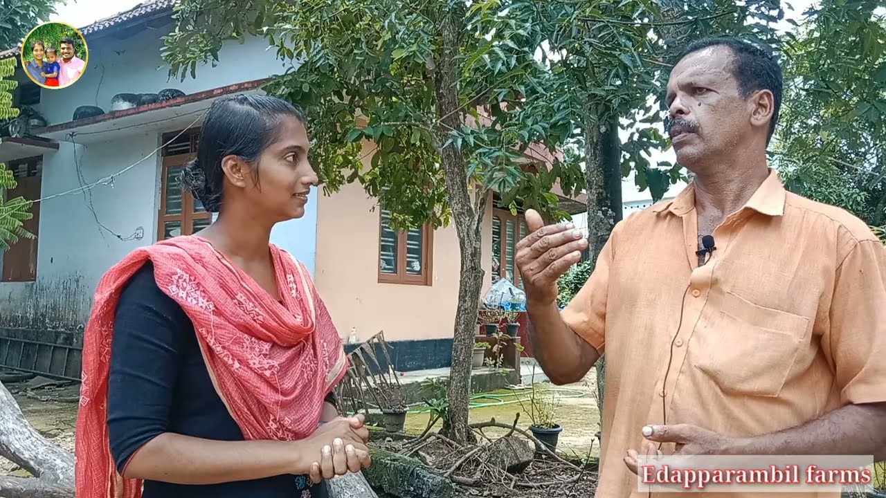 ദിവസം 25 liter പാലുള്ള പശു, ചിലവ് കഴിഞ്ഞു 750₹ ലാഭം/ പാലുല്പാദനം വർധിക്കാൻ / Edapparambil farms
