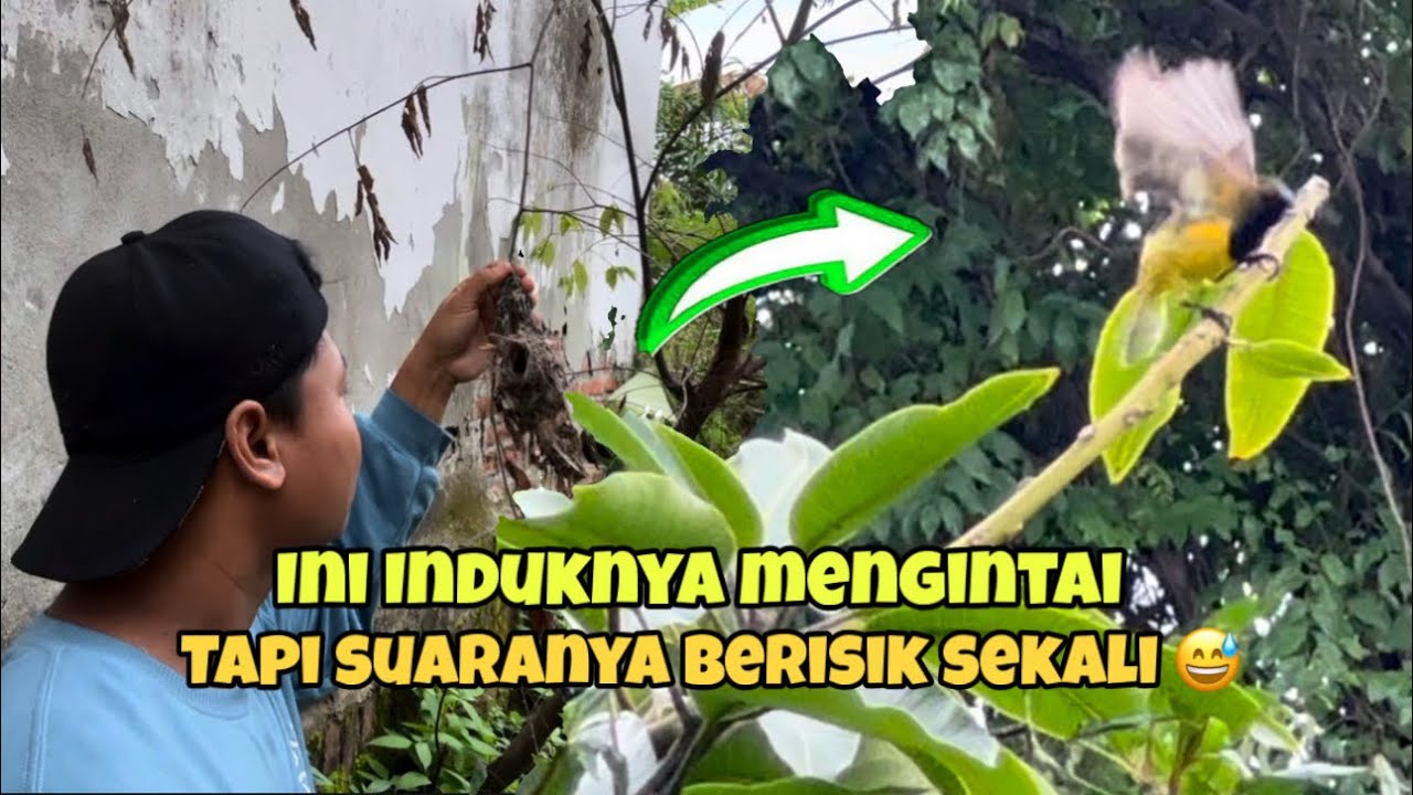 Bersarang dipinggir mushola,,, pas dipantau induknya panik luar biasa 😆😆😆