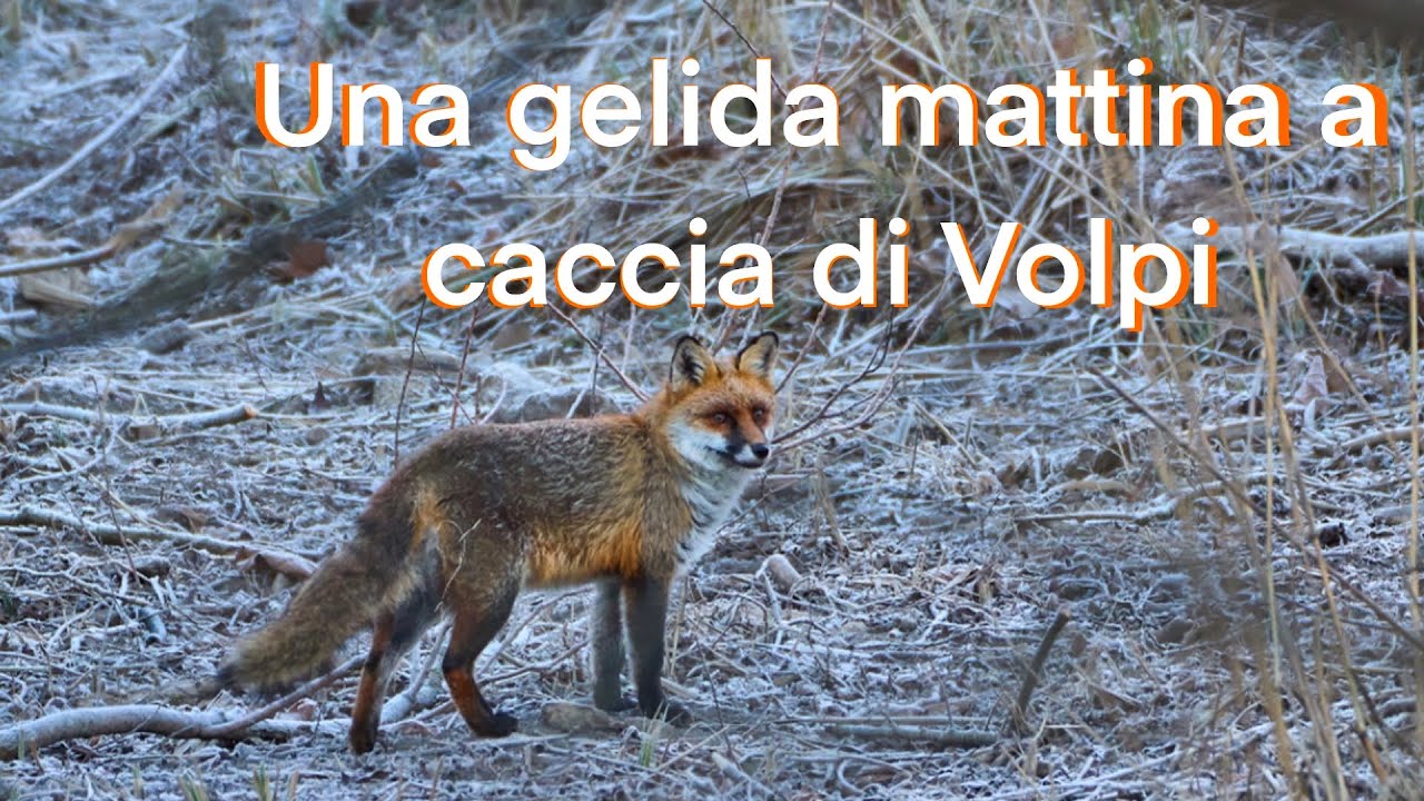 Una gelida mattina a caccia di volpi