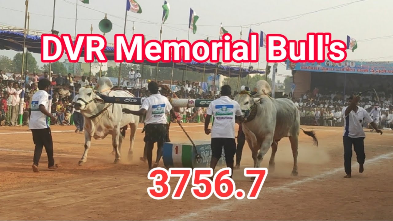 1st🏆winner Dheera,Bodidhi DVR Memorial Bull's Kanuru penamaluru,Vijayawada......in Narasaraopeta