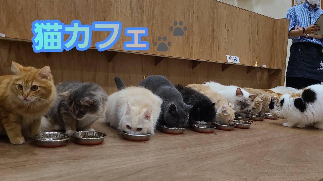 猫カフェかわいい！