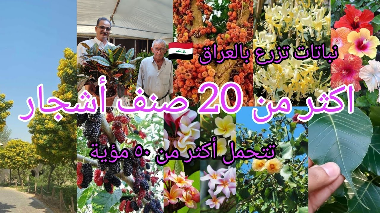 تعرفوا على اكثر من 20 نبات يتحمل شمس الصيف الحارقة تزرع بالعراق 🇮🇶 مع جولة في مشتل سيد عبيس الحطاب